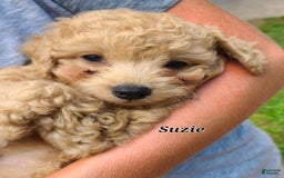 Bichpoo dogs for sale: Suzie - Image 2
