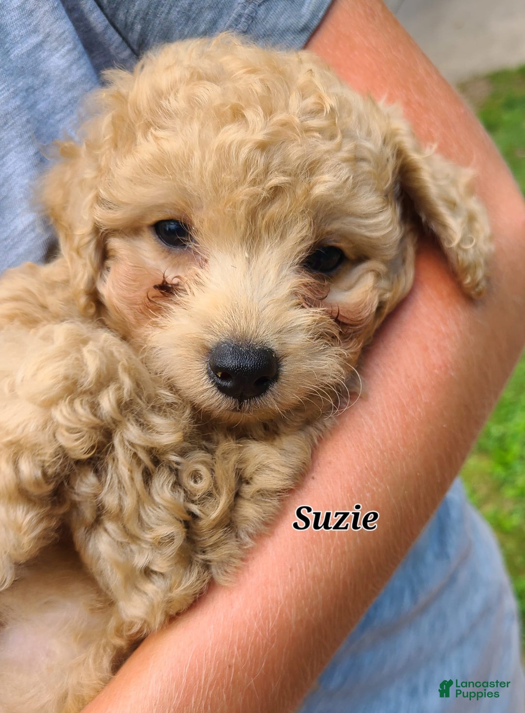 Bichpoo dogs for sale: Suzie - Image 2