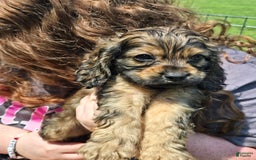 Cocker Spaniel dogs for sale: Cooper - Image 2