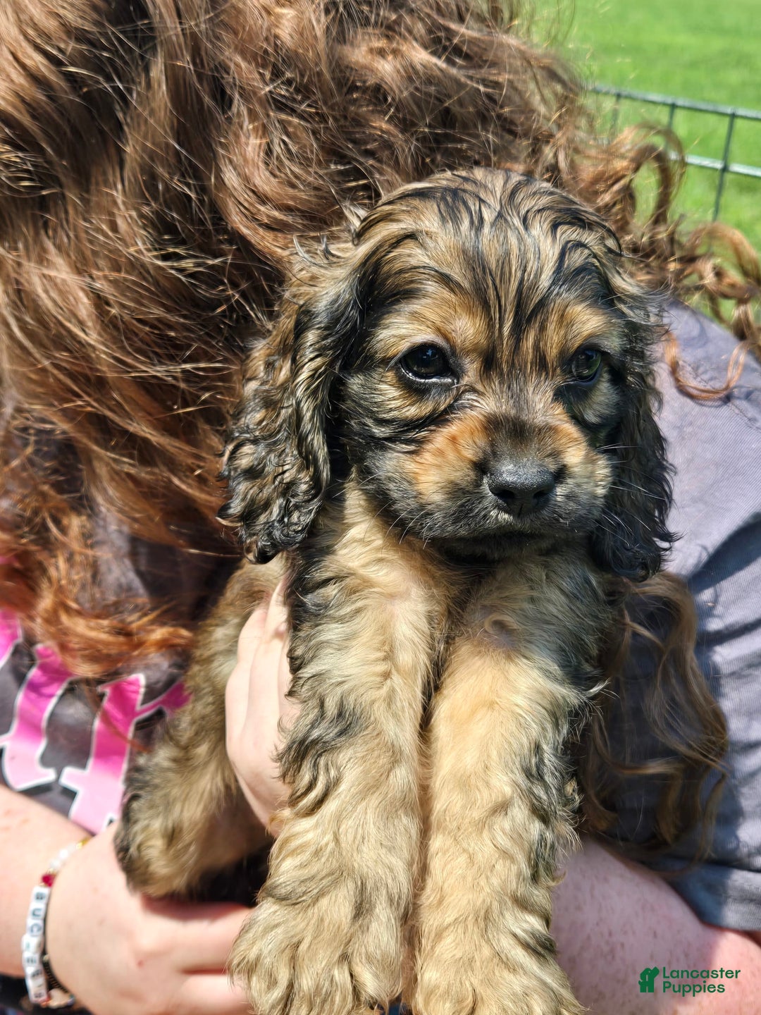 Cocker Spaniel dogs for sale: Cooper - Image 2