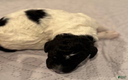 Standard Poodle dogs for sale: Freddie - Image 3