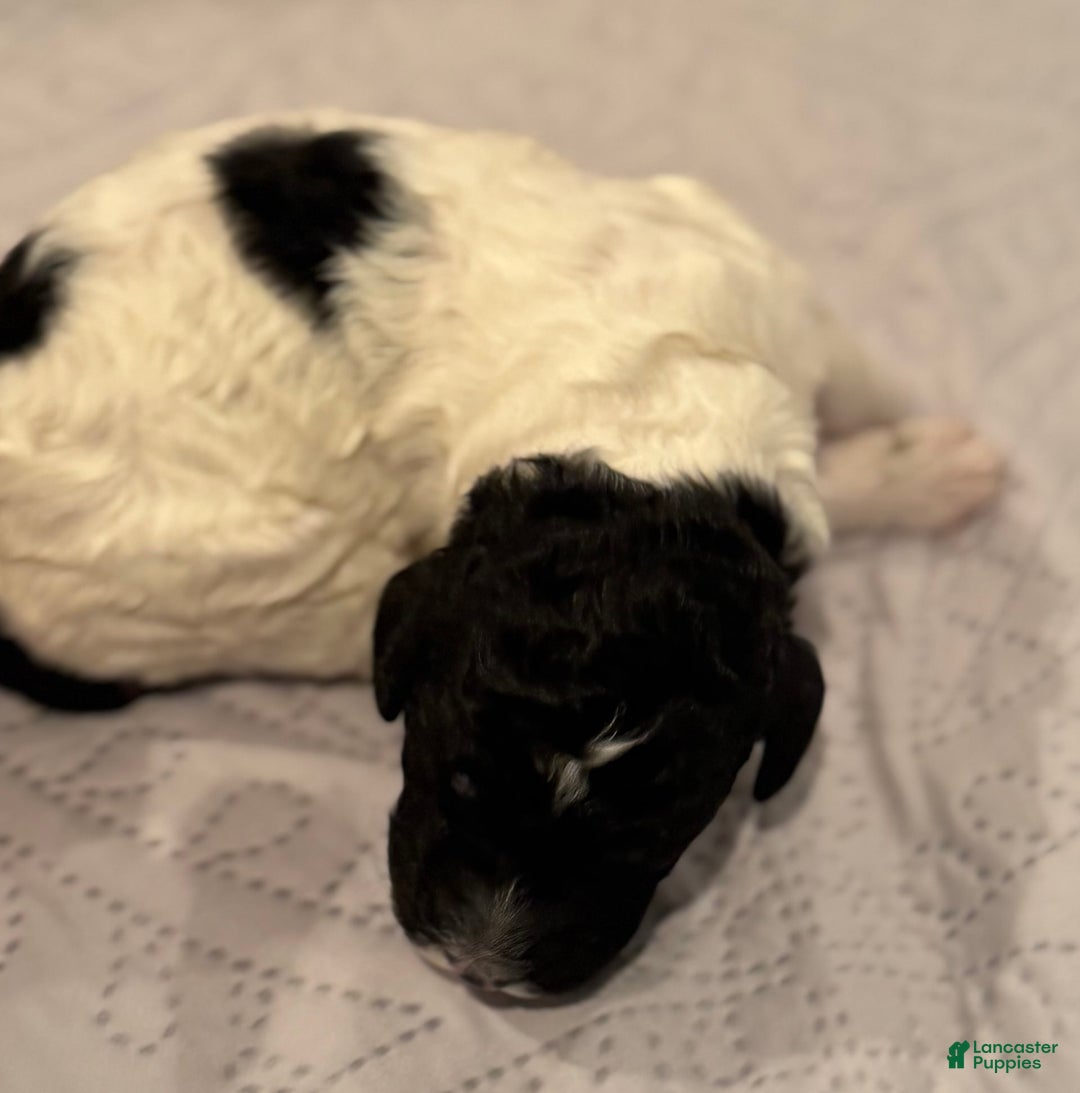Standard Poodle dogs for sale: Freddie - Image 3