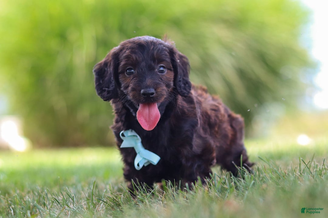 Miniature Dachshund dogs for sale: Marochino - Image 3