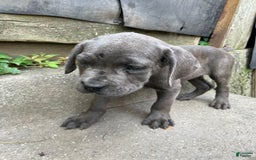 Cane Corso dogs for sale: Isis - Image 1