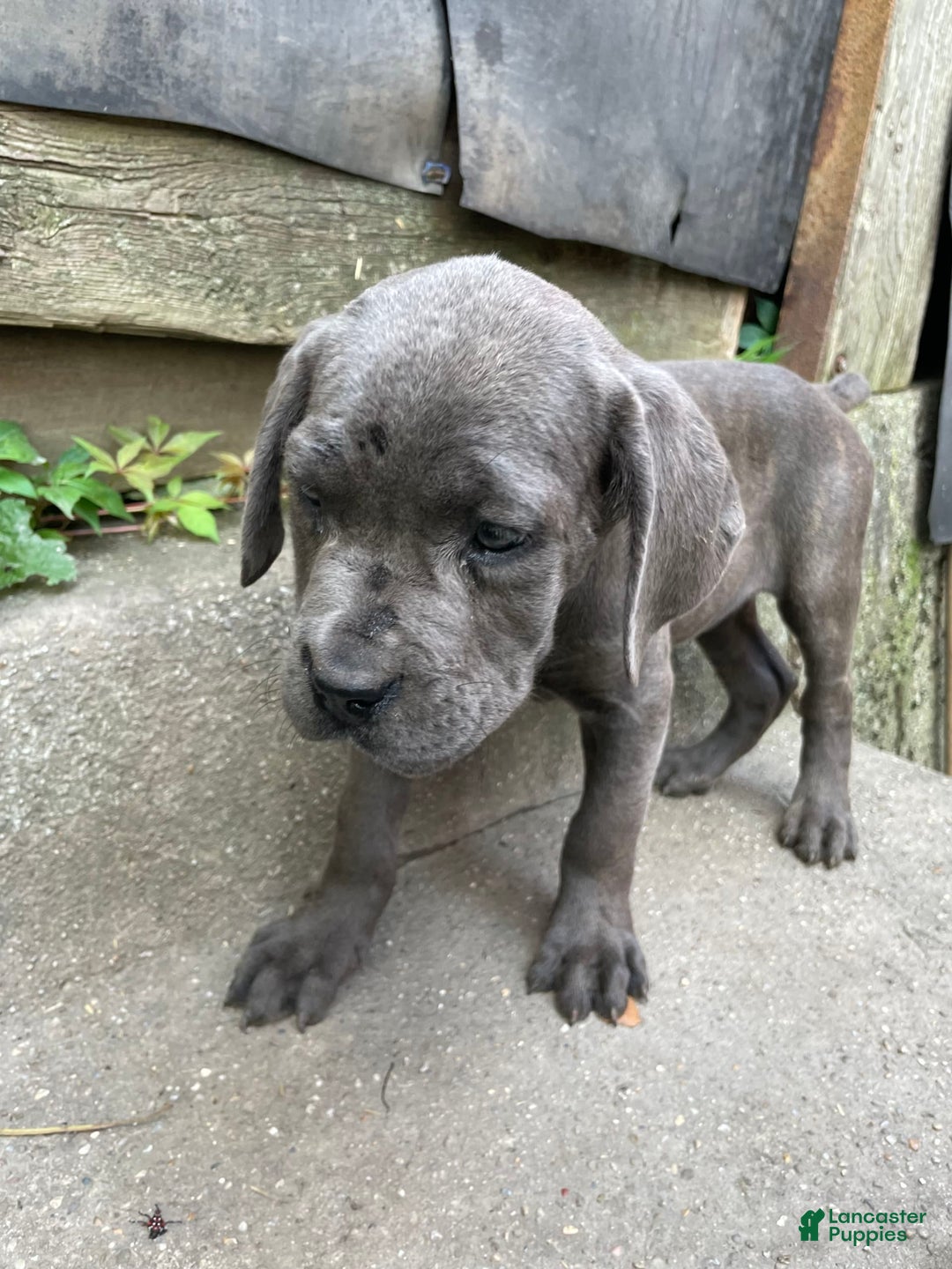 Cane Corso dogs for sale: Isis - Image 1