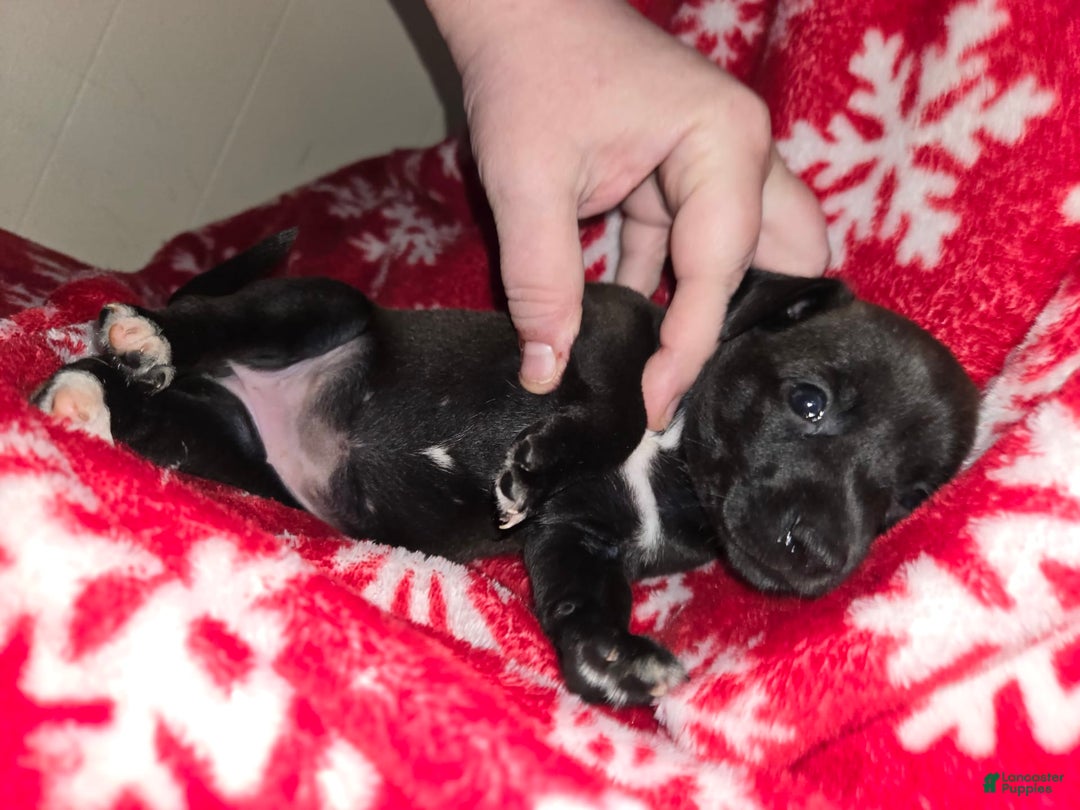 Chihuahua dogs for sale: Black Girl 3 - Image 1