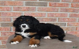 Bernedoodle dogs for sale: Candy - Image 10