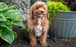 Miniature Poodle dogs for sale: Kodi - Image 2