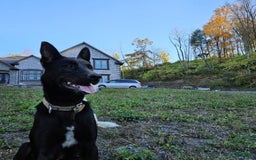 Dutch Shepherd dogs for sale: Puppy - Image 6