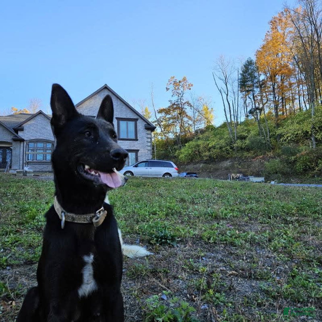 Dutch Shepherd dogs for sale: Puppy - Image 6