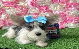 Yorkshire Terrier dogs for sale: Patrick Starr - Image 50