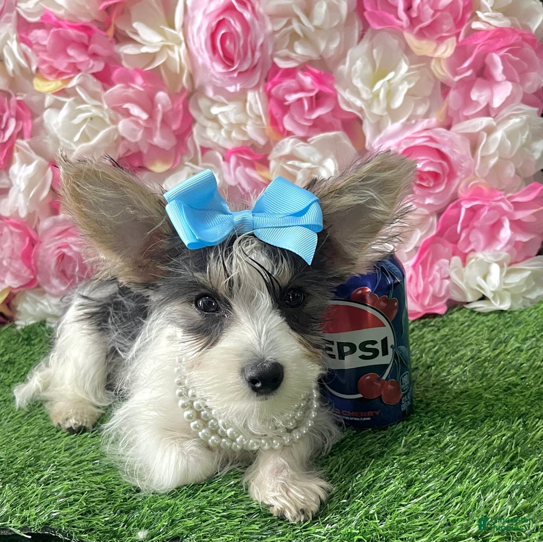 Yorkshire Terrier dogs for sale: Patrick Starr - Image 50