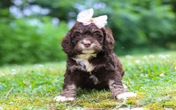Cockapoo dogs for sale: Precious - Image 24
