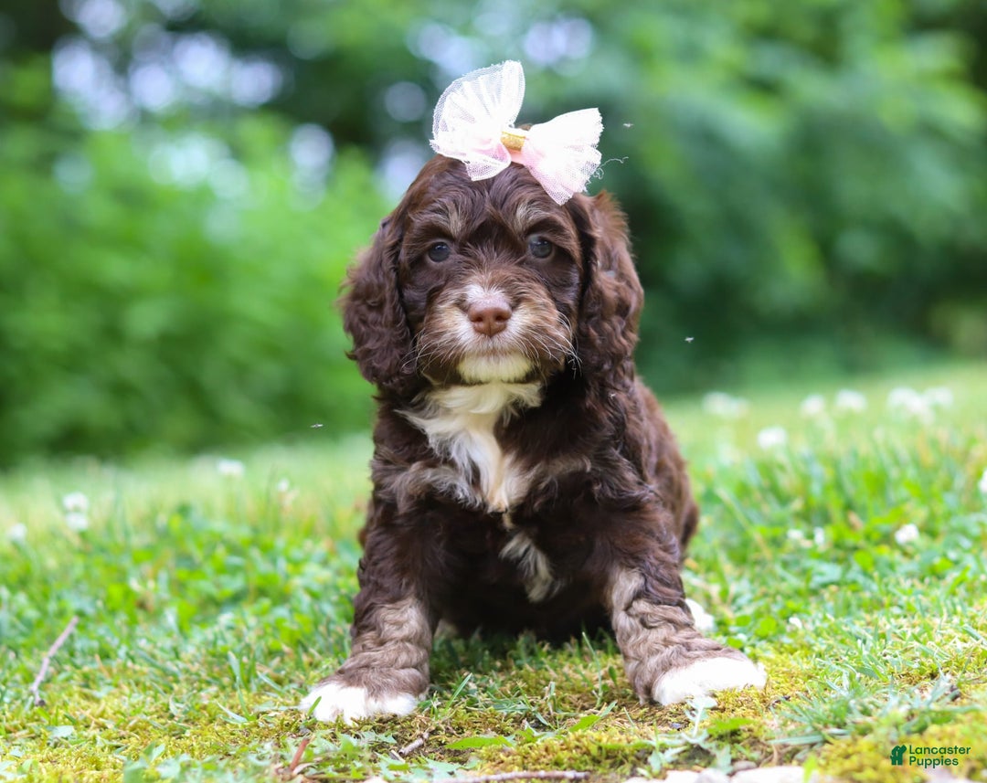 Cockapoo dogs for sale: Precious - Image 24