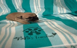 French Bulldog dogs for sale: Akc Fawn Black Mask - Image 13