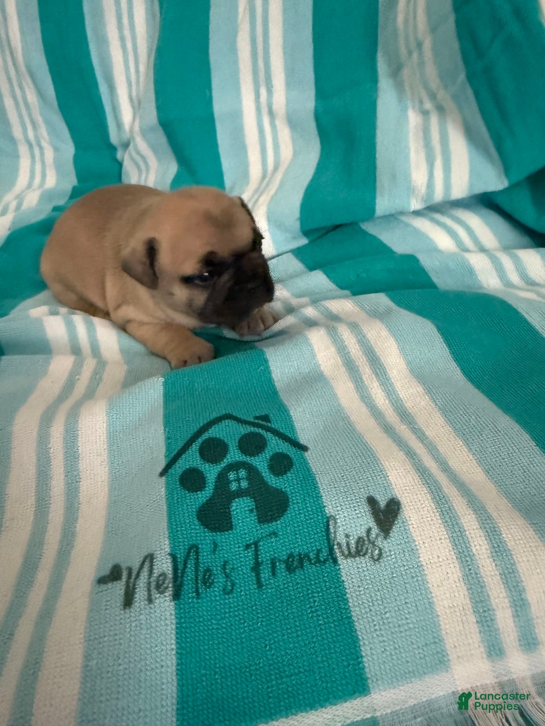 French Bulldog dogs for sale: Akc Fawn Black Mask - Image 13