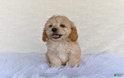 Cockapoo dogs for sale: Cockapoo 5 puppies - Image 8