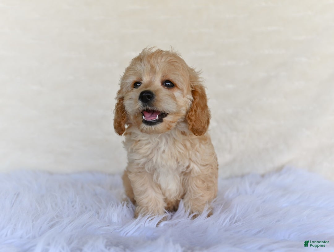 Cockapoo dogs for sale: Cockapoo 5 puppies - Image 8
