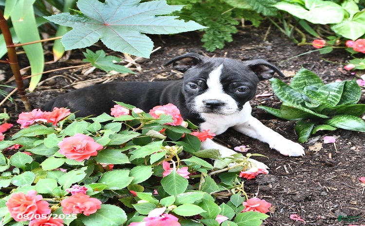 Boston Terrier dogs for sale - Ad 2