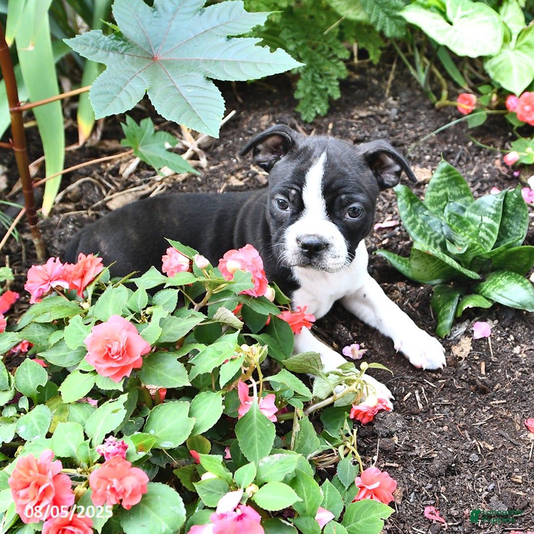 Boston Terrier dogs for sale: Joanne - Image 1