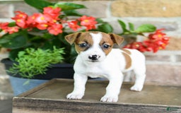 Jack Russell Terrier dogs for sale: Peaches - Image 3