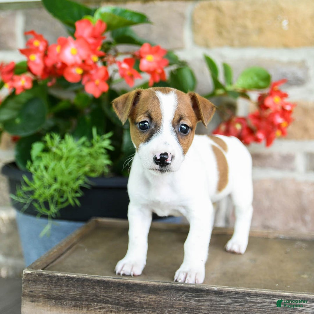 Jack Russell Terrier dogs for sale: Peaches - Image 3