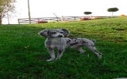 Cavapoo dogs for sale: Mighty - Image 11