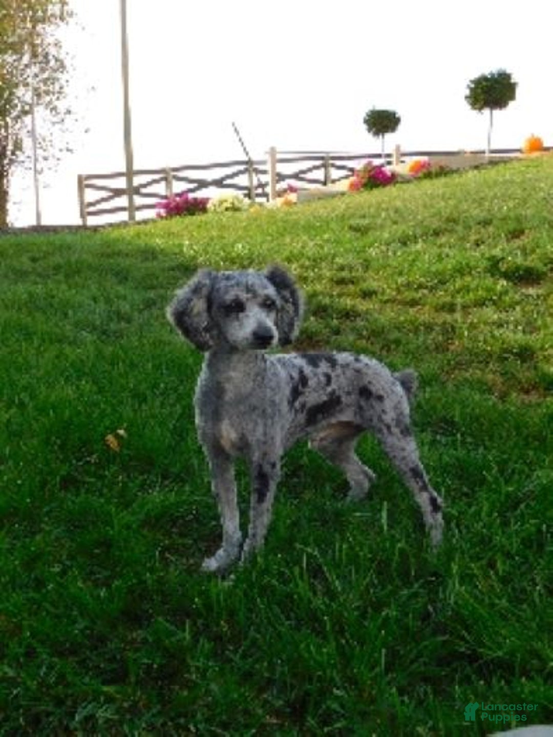 Cavapoo dogs for sale: Mighty - Image 11