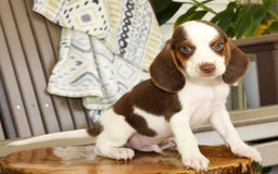 Beagle dogs for sale: Phil - Image 6