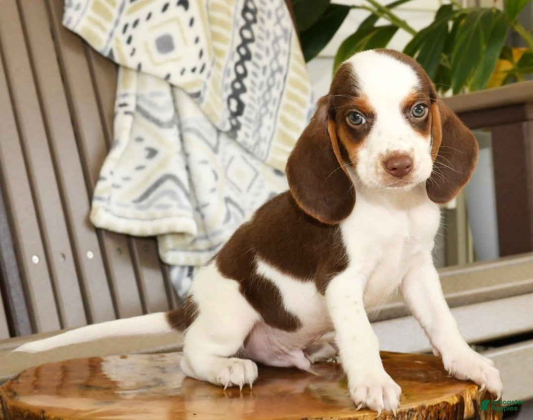 Beagle dogs for sale: Phil - Image 6