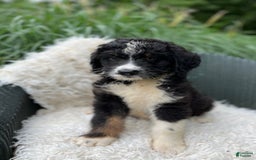 Bernedoodle dogs for sale: Chance - Image 5