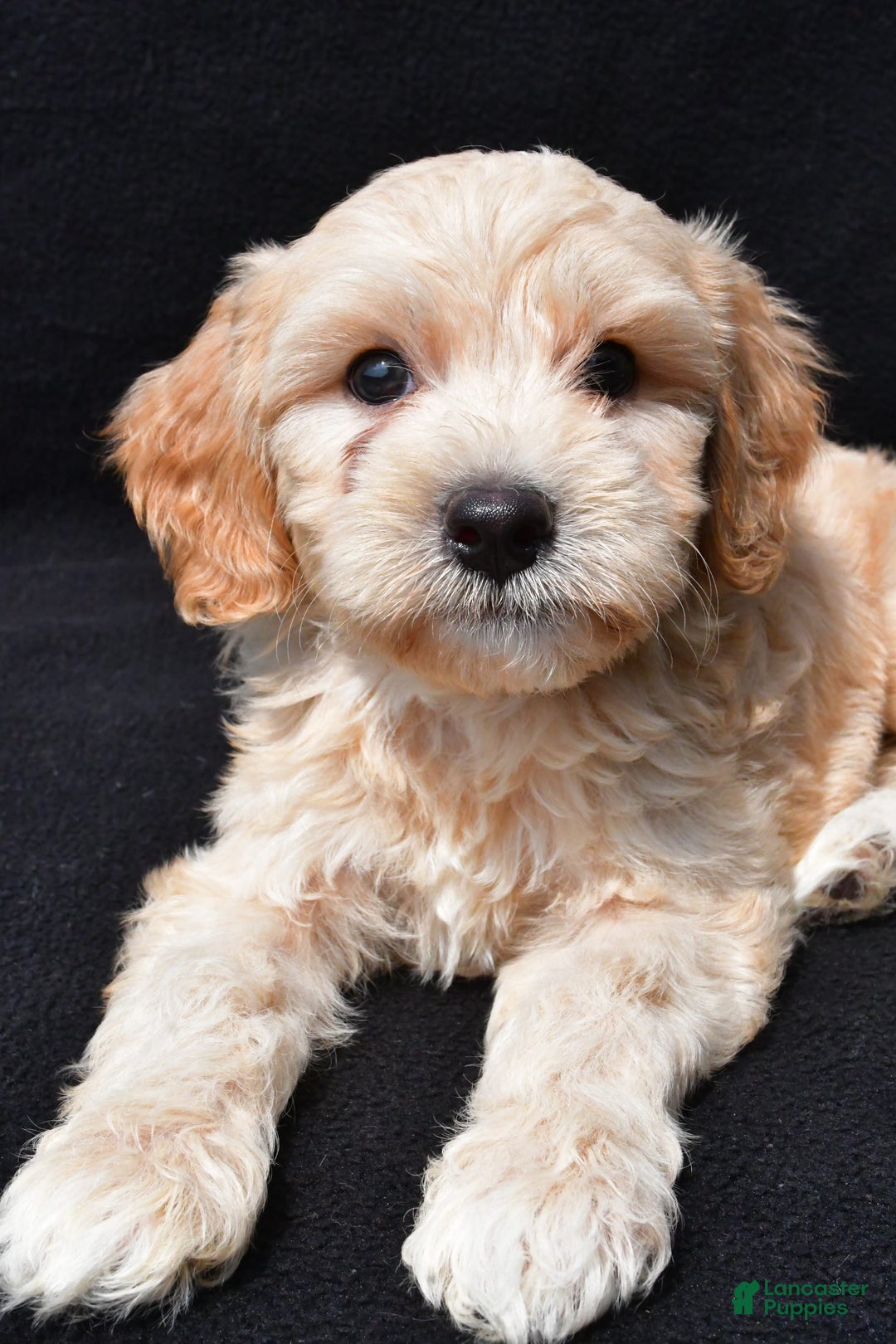 Cavapoo dogs for sale: Rex - Image 9