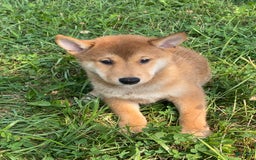 Shiba Inu dogs for sale: Iggy - Image 5
