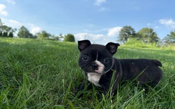 Frenchton dogs for sale: Hunter - Image 5