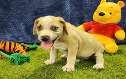 Catahoula Leopard Dog dogs for sale: Tess 2025 Male 3 - Image 6