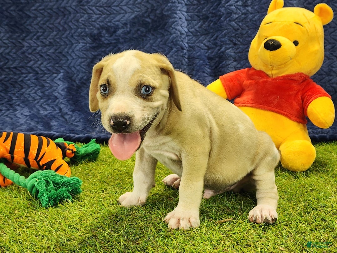 Catahoula Leopard Dog dogs for sale: Tess 2025 Male 3 - Image 6