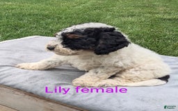 Mini Goldendoodle dogs for sale: Lily - Image 3