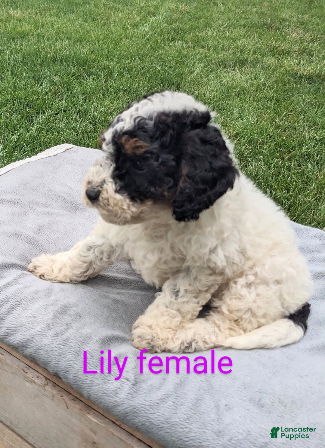 Mini Goldendoodle dogs for sale: Lily - Image 3
