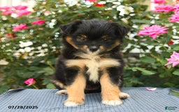 Smooth Fox Terrier dogs for sale: Oreo - Image 2