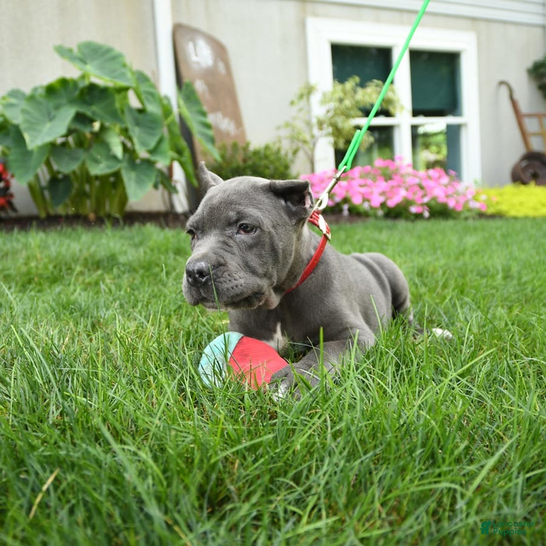 Cane Corso dogs for sale: Opal - Image 3