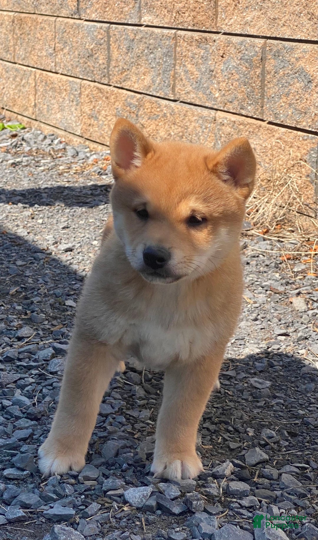 Shiba Inu dogs for sale: Ivy - Image 7