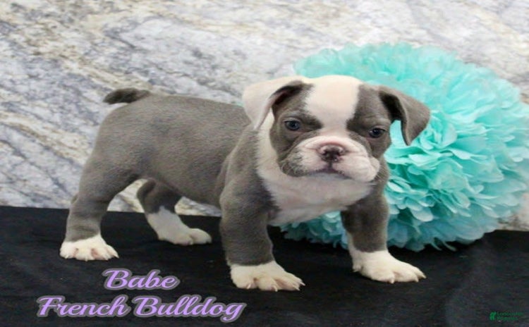 French Bulldog dogs for sale - Ad 2
