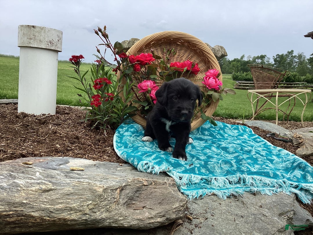 Labradoodle dogs for sale: Green Collar Girl Lil Pokey - Image 7