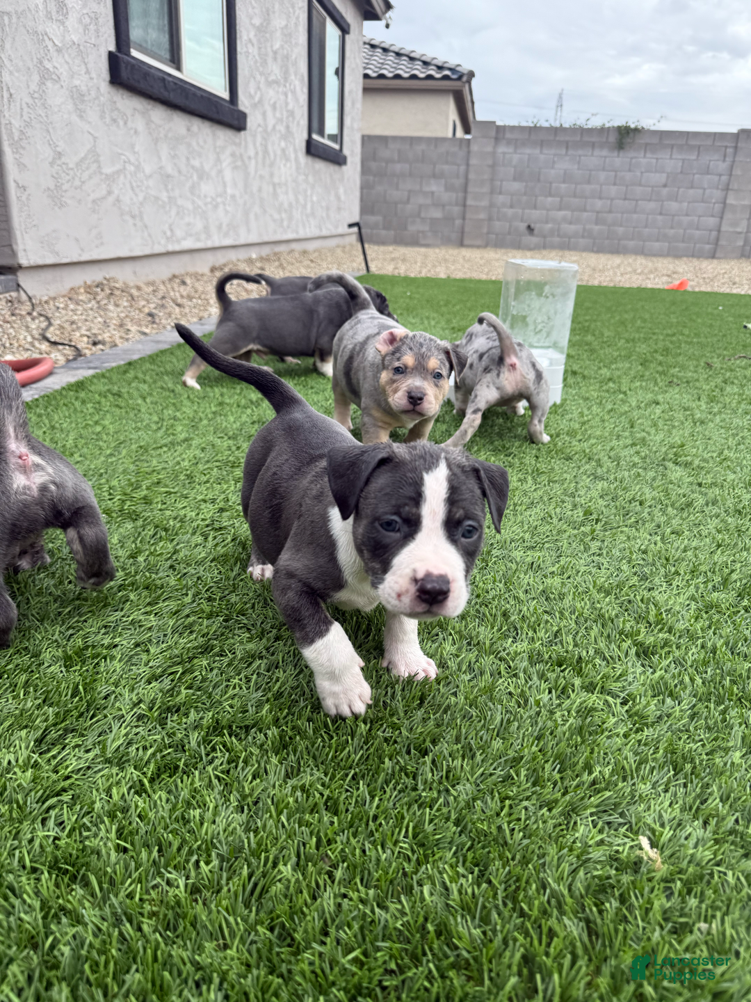 American Bully dogs for sale: Finn - Image 3