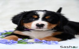 Bernese Mountain Dog dogs for sale: Sasha - Image 4