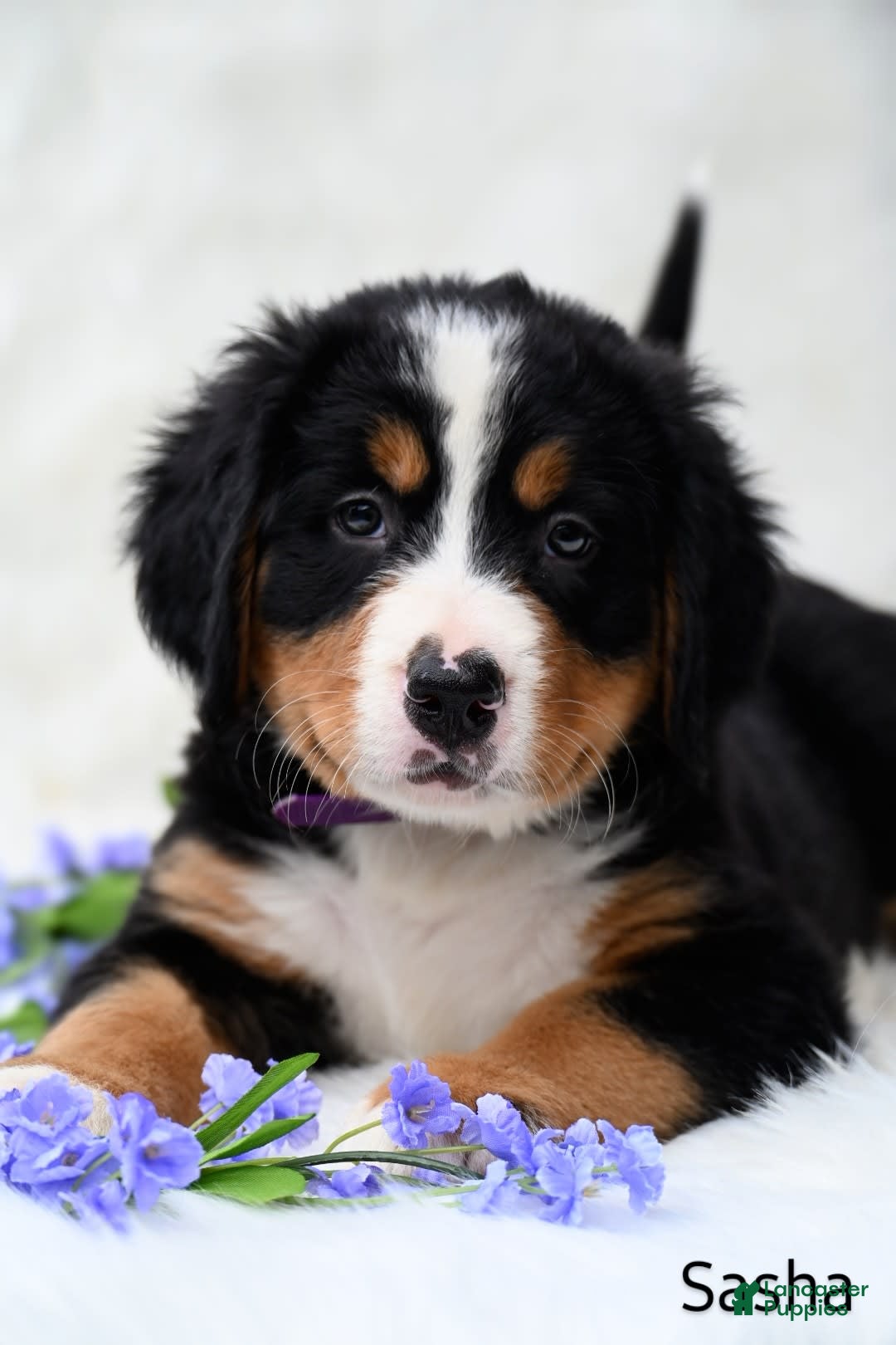 Bernese Mountain Dog dogs for sale: Sasha - Image 4