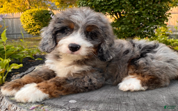 Mini Bernedoodle dogs for sale: 💙 Boston Ma 💙 Mini Bernedoodle - Image 15