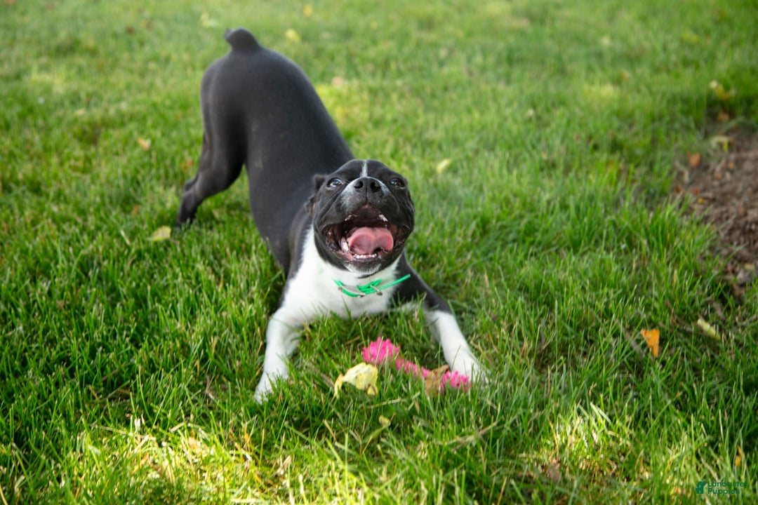 Boston Terrier dogs for sale: Zurich - Image 3