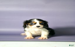 Cavalier King Charles Spaniel dogs for sale: Cavalier King Charles Spaniel 3 puppies - Image 4