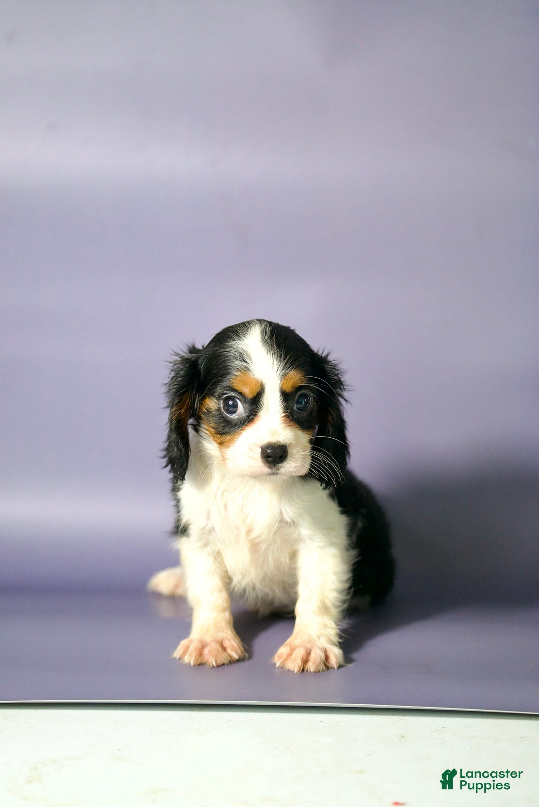 Cavalier King Charles Spaniel dogs for sale: Cavalier King Charles Spaniel 3 puppies - Image 4